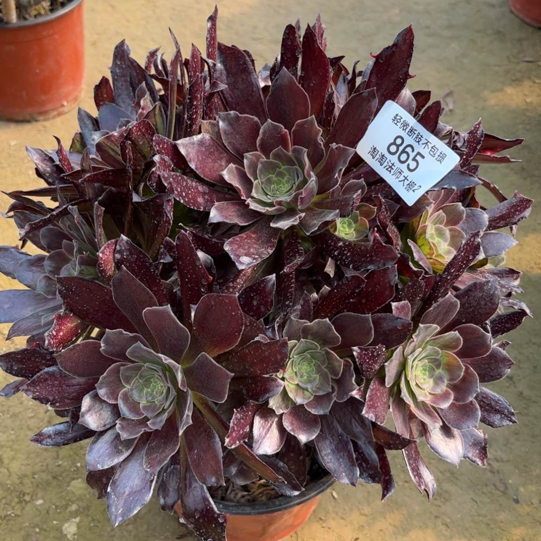 865小鲨鱼多肉植物法师