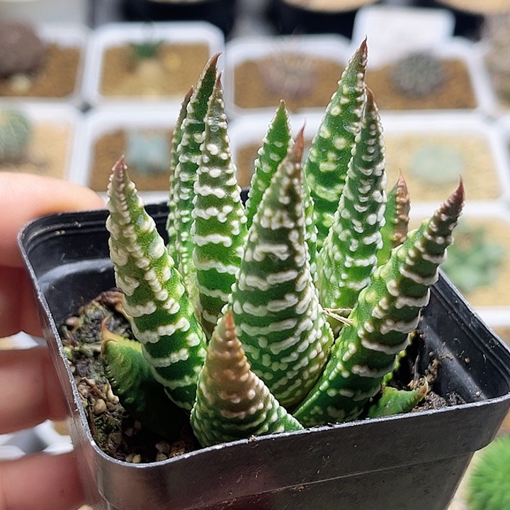 硬叶十二卷一颗一物一拍