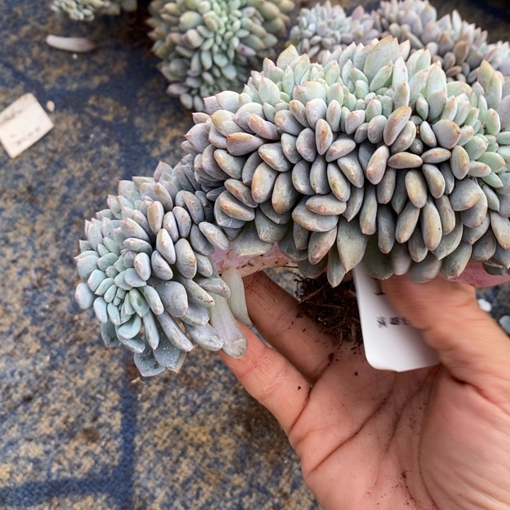 星影缀化多肉多肉1161