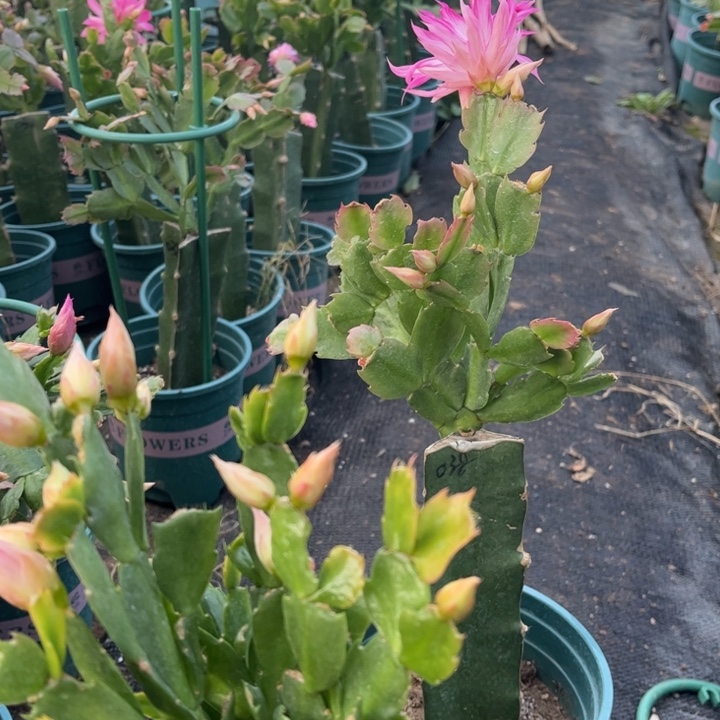 蜗***步14号038粉色0000000000