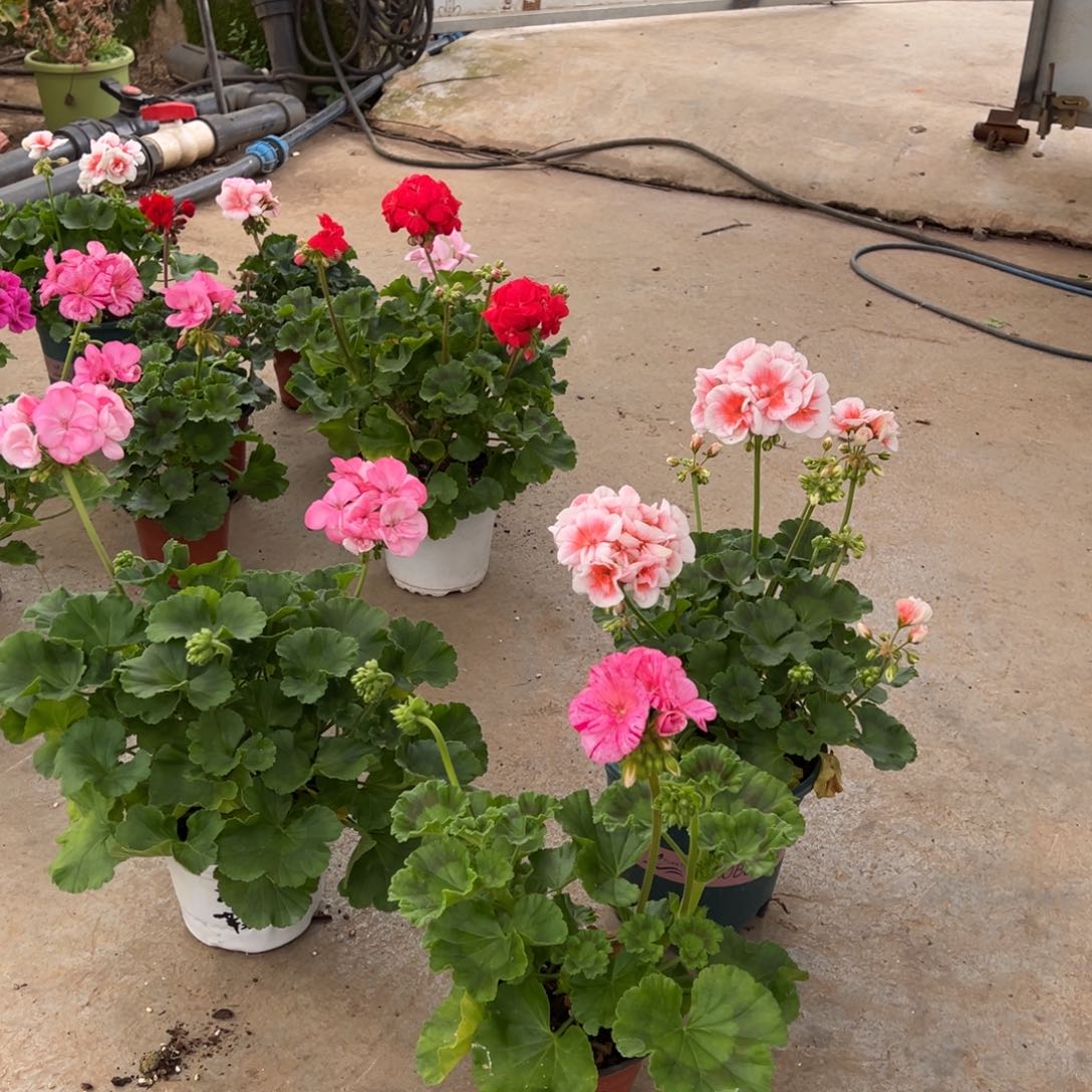 琳***哒完全开放苹果花换皇后差价