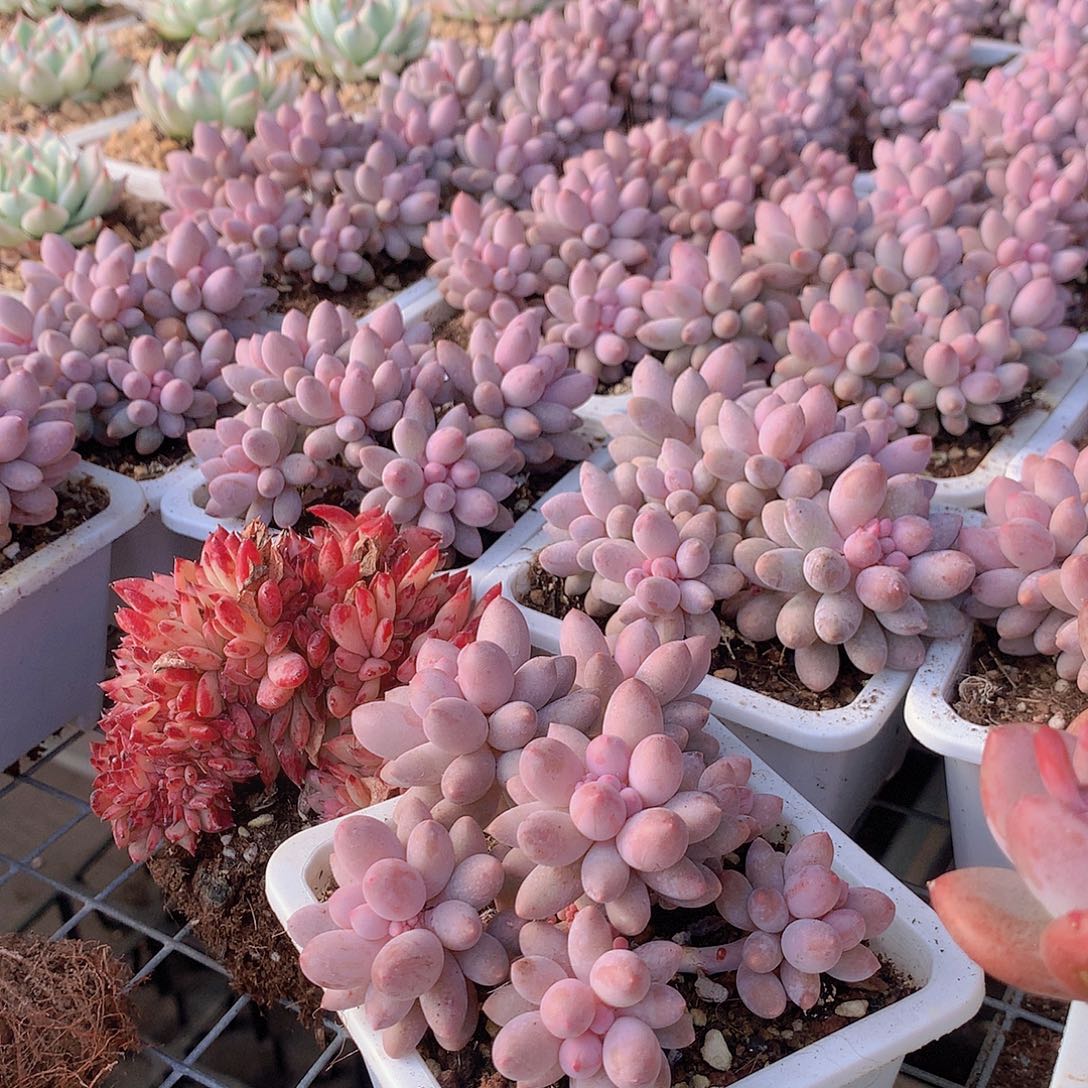 樱花奶群00000000000000000