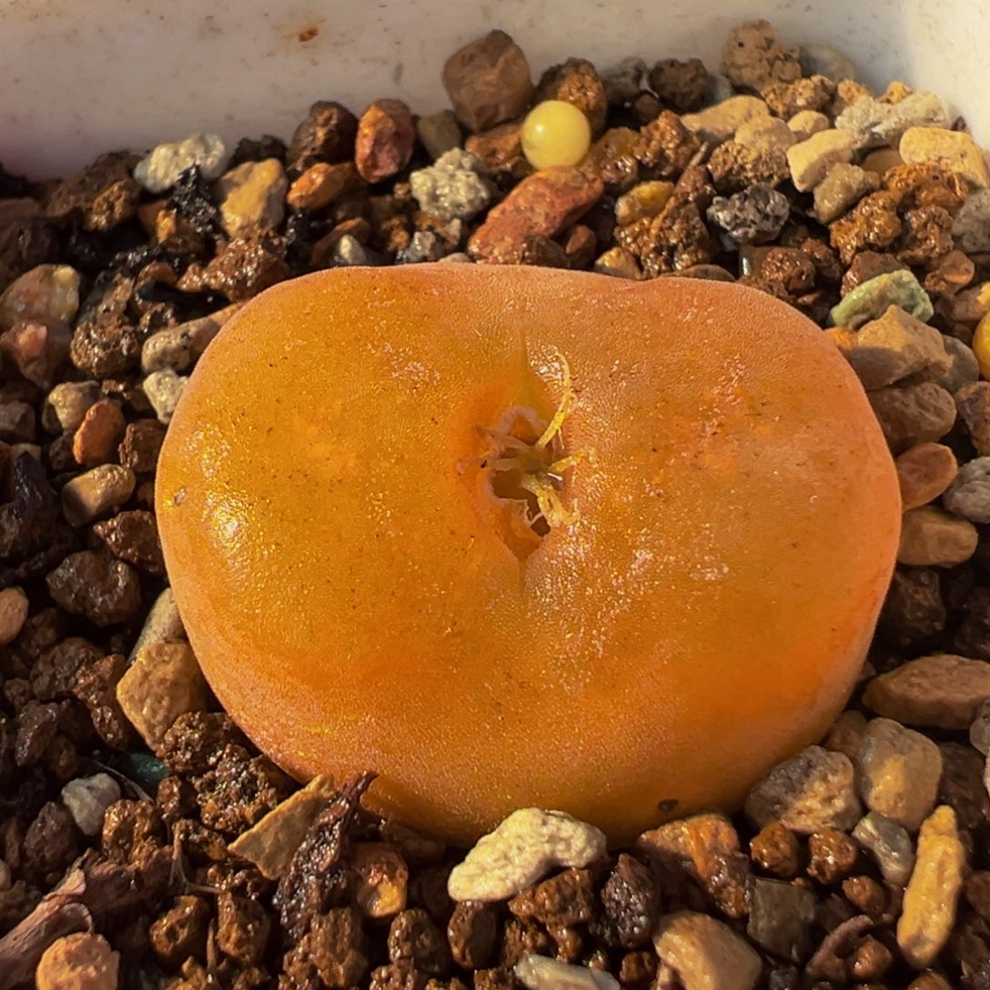 蟠桃多肉植物盆栽花卉