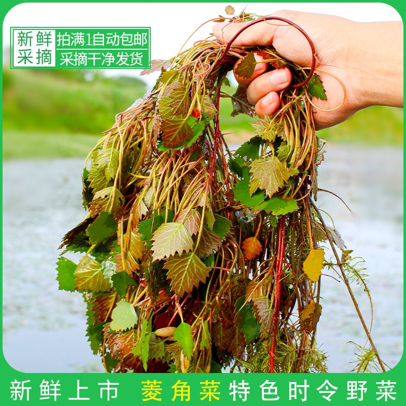 菱角菜 安徽无为庐江特产新鲜采摘脆嫩菱角藤500g满1件包邮菱角菜