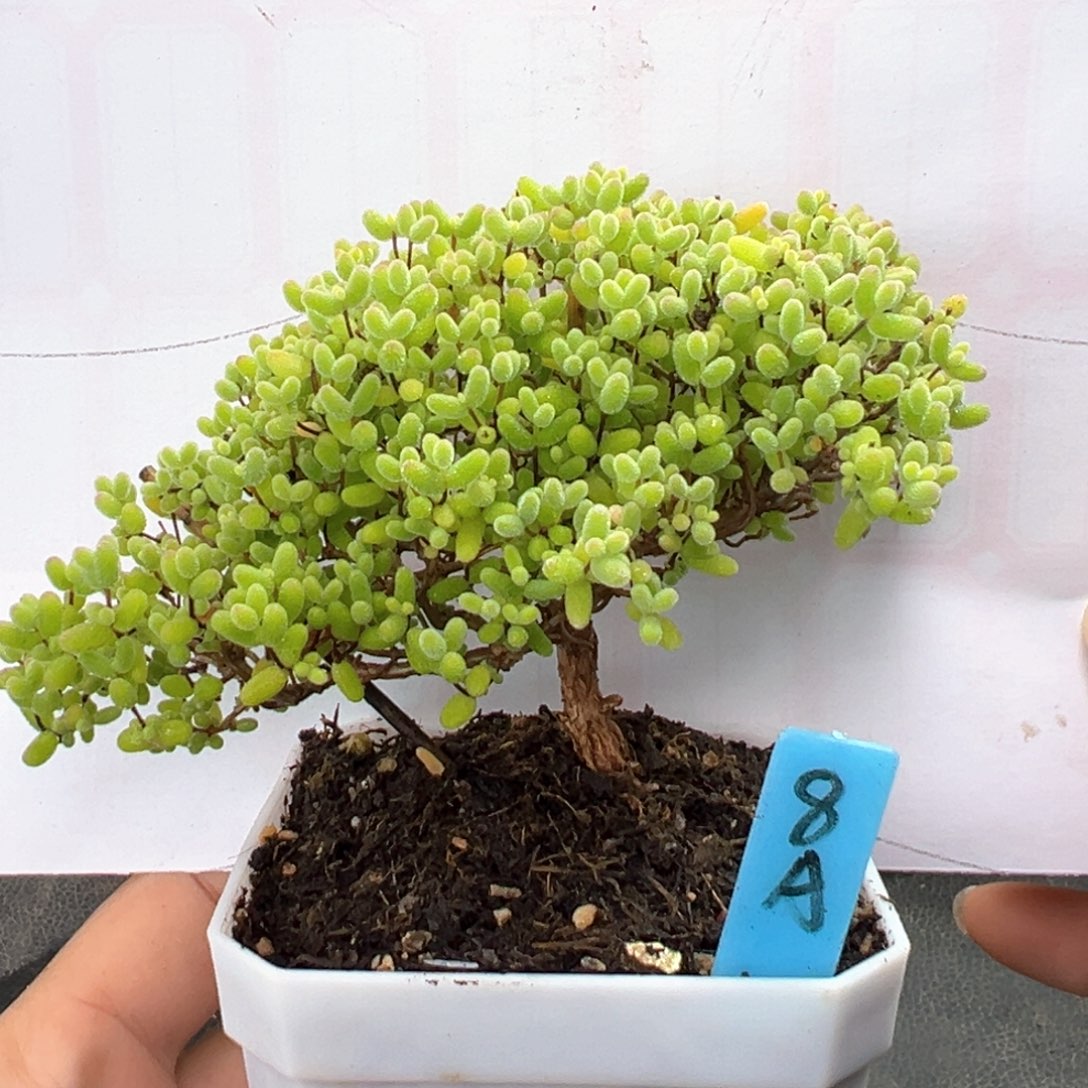 蜜橘飘桩行云流水款8号