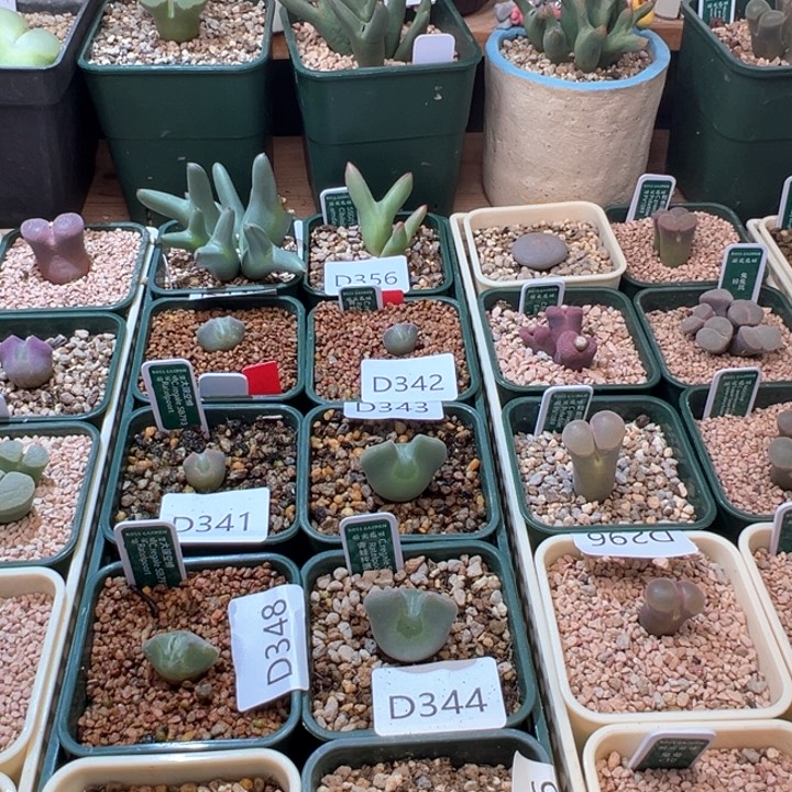 w359。专拍 向阳花开。