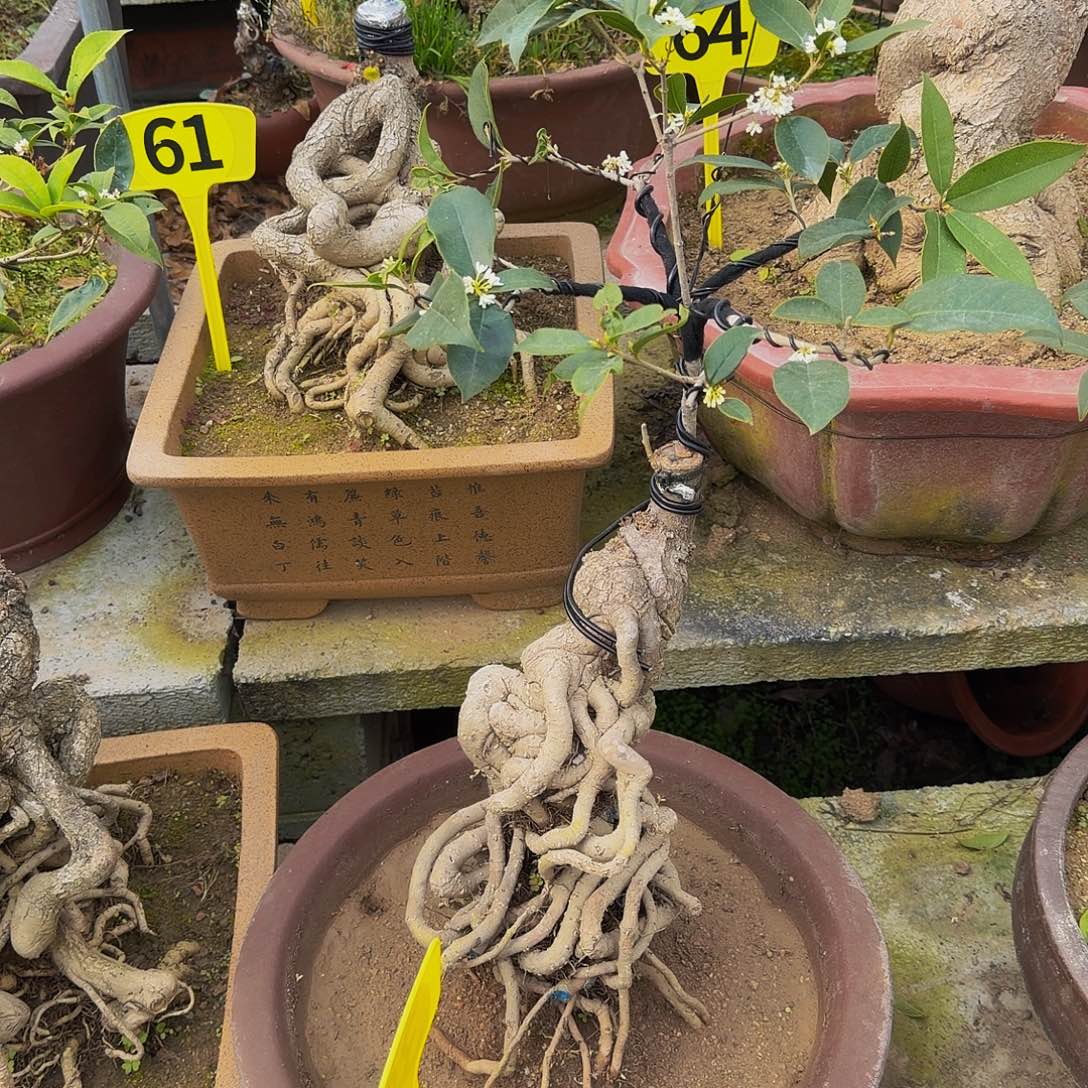 无花朵老月桂920 带盆木架发货