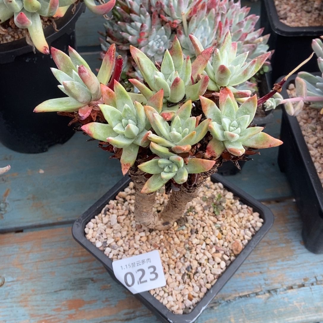 023多肉植物啦啦啦