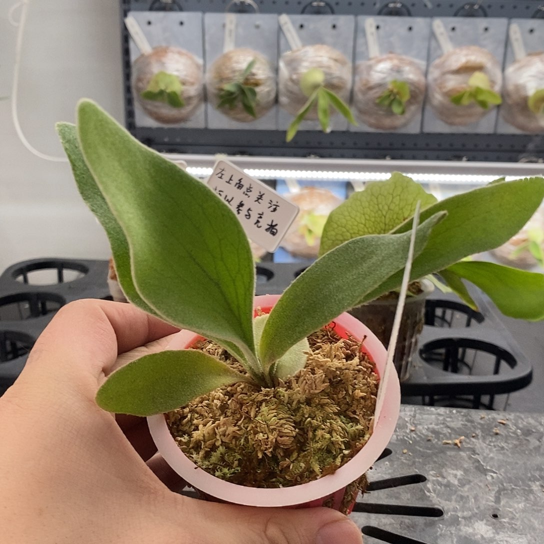 无花朵野银BTV鹿角蕨