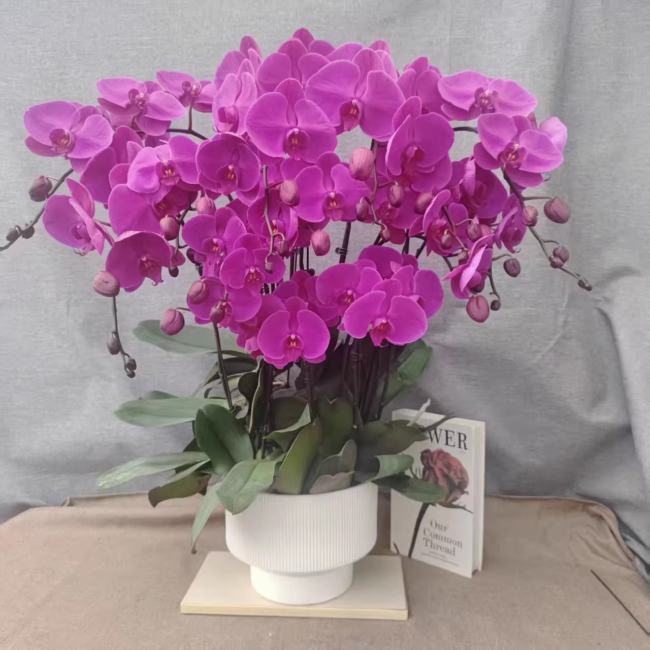 蝴蝶兰【大辣椒】鲜花大盆年宵花室内种植观赏可带花发货适合送礼