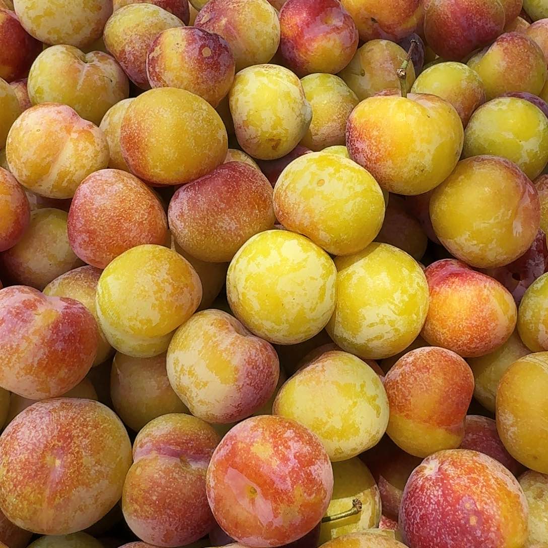 墨李子5斤中国大陆