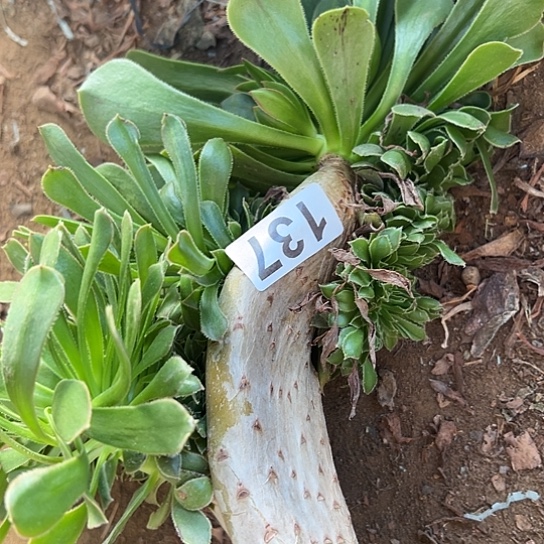 蓝***云多肉植物一个妖装