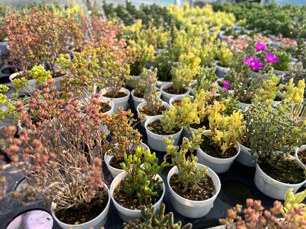 多肉植物枝干番杏金桔蜜橘保温箱