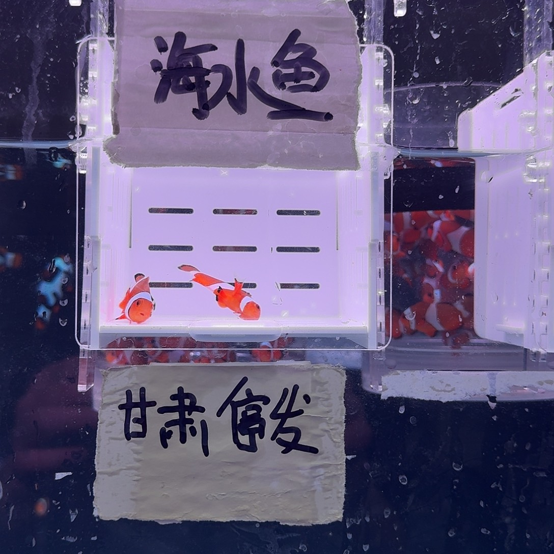 海水鱼4+精品黑边公子一对