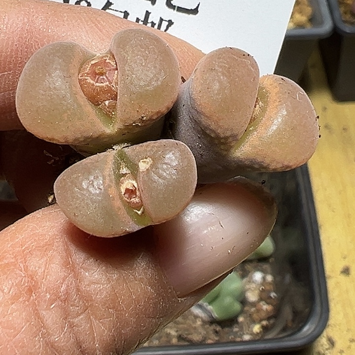 399号有伤特价风铃多肉植物