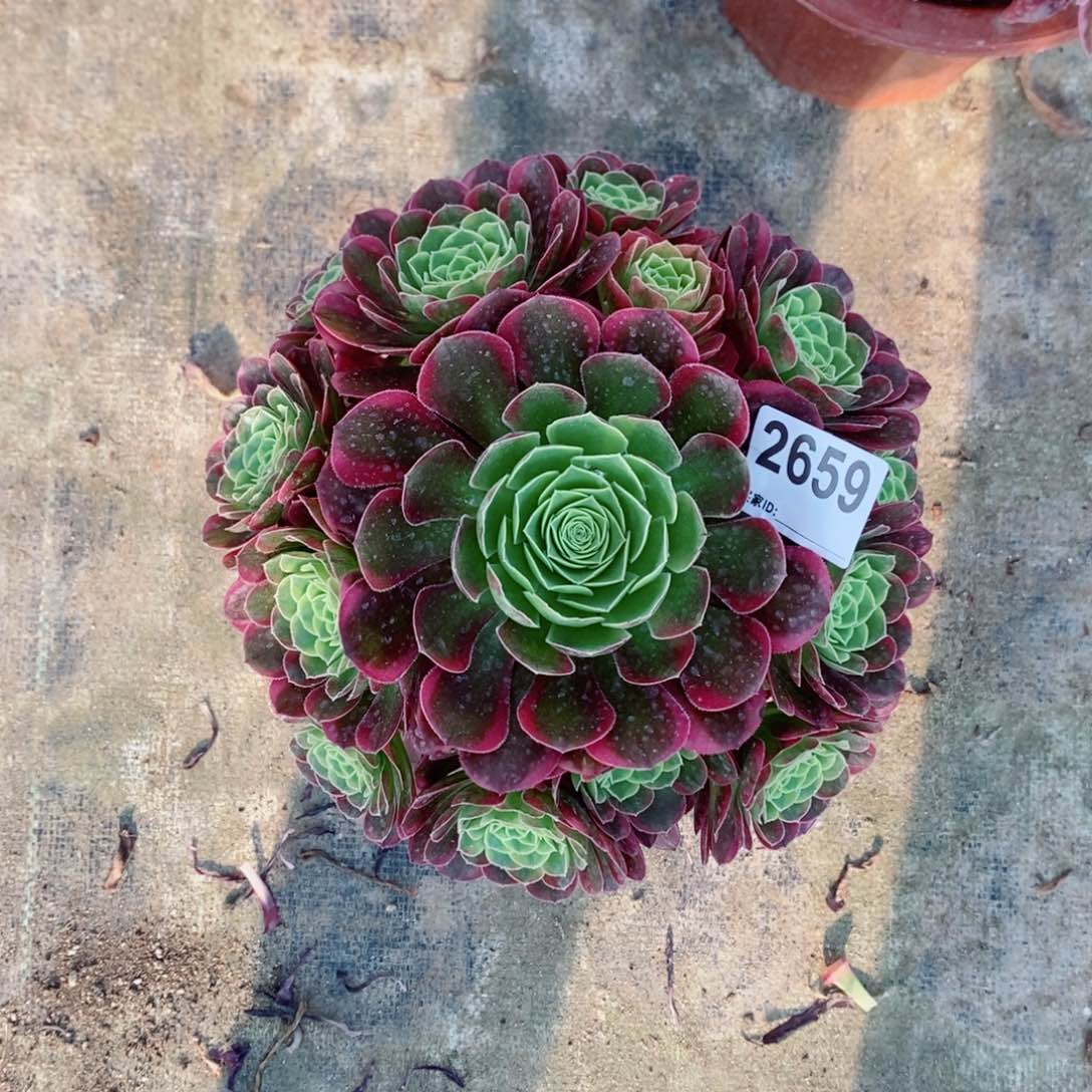 奶白2659多肉1111