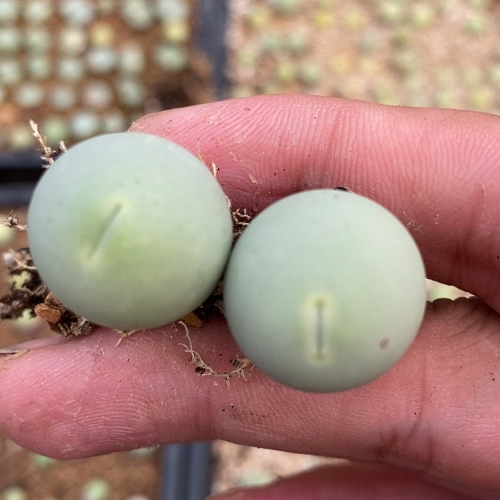 2065两颗一组两颗