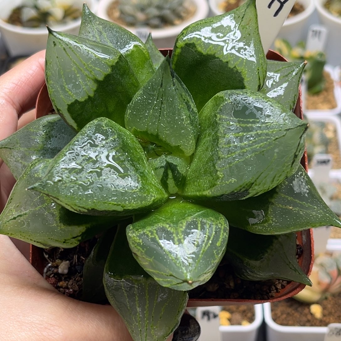 19裹班若福利专场