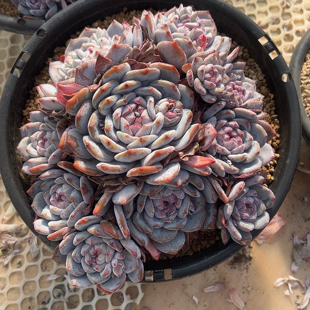 石榴籽平头大群多肉