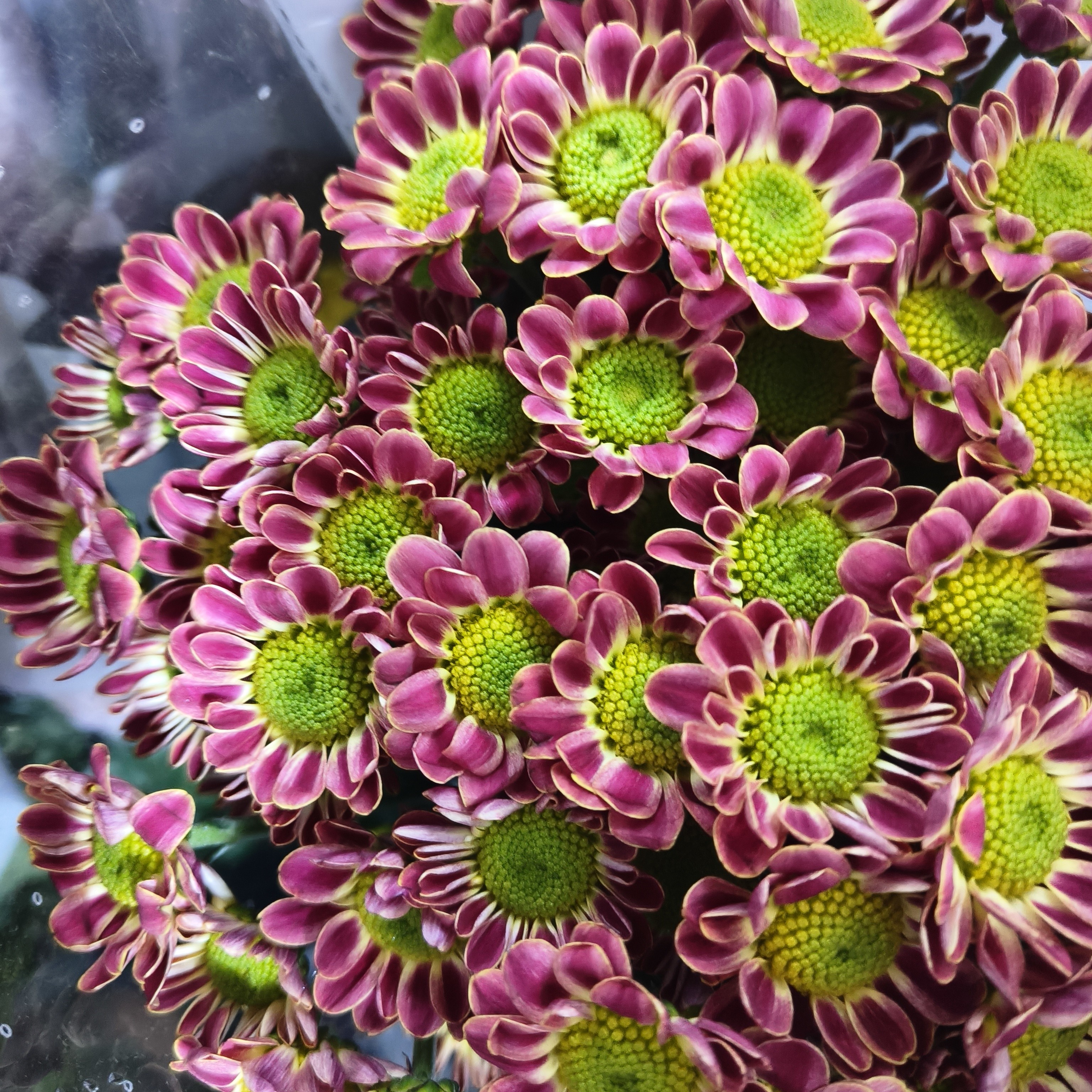 小雏菊小斑纹10支一份