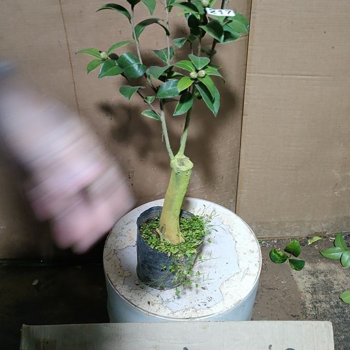 217斑水屋，原盆原土发货，不包邮