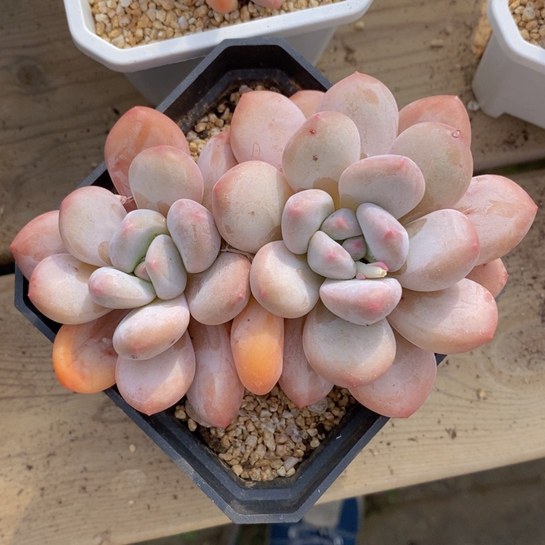 可问主播品种，下滑链接更多品种多肉选择