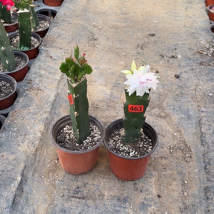 464+463嫁接蟹爪兰：桑吉塔+白重（桑吉塔无花苞）