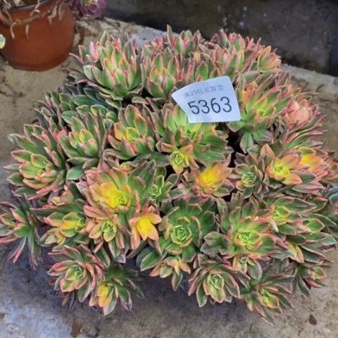 甜茶多肉植物5363