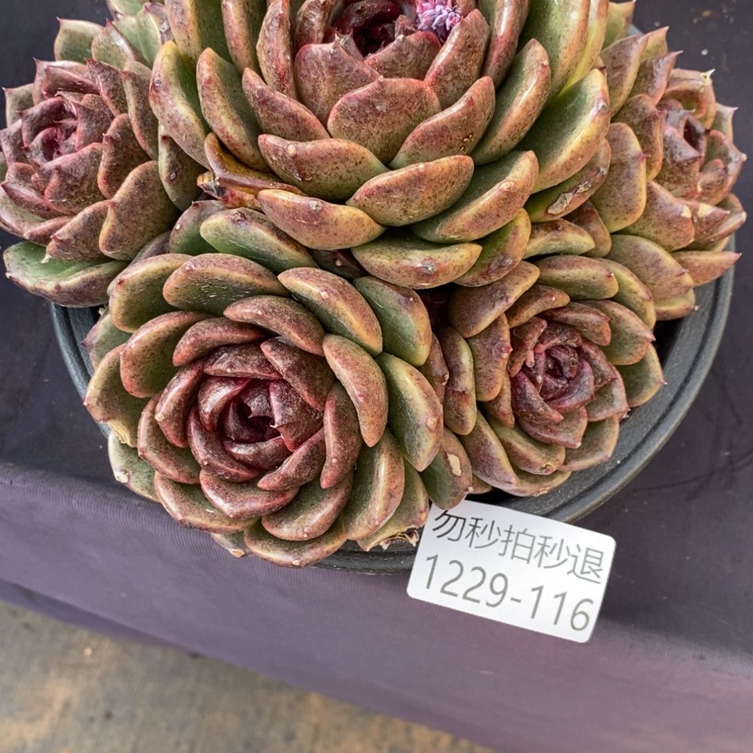 两单包邮1229-116溜溜球