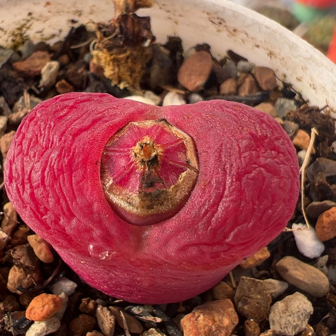 47多肉植物百科知识