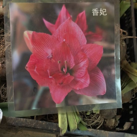 当前无花栽培后可以开花香妃6厘米裸根球