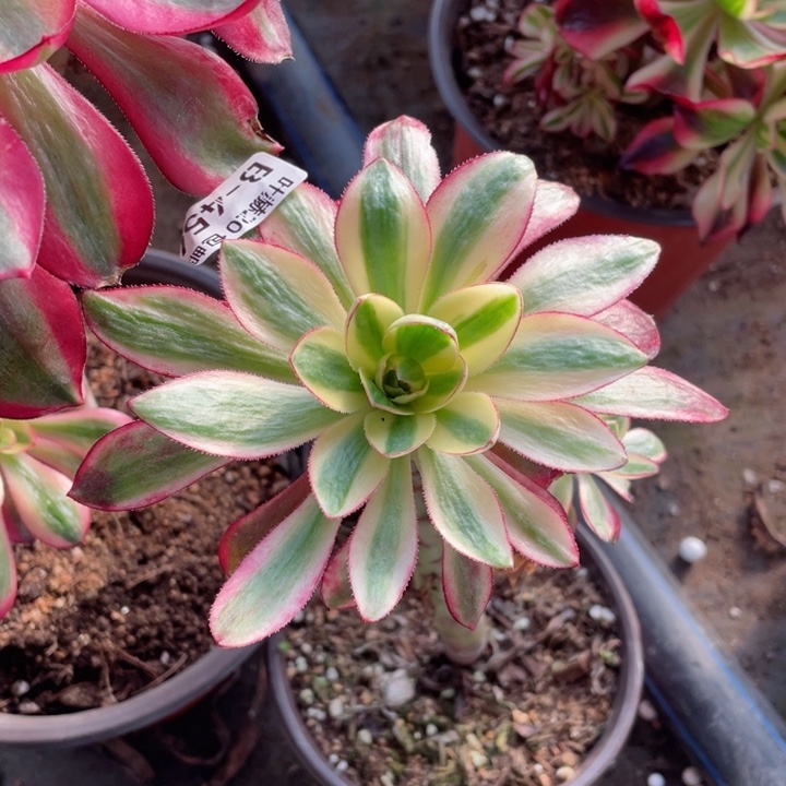 454烈焰多肉12345678多肉