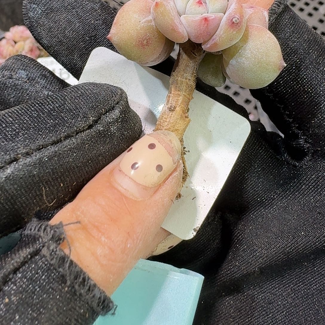 469 号到手1粒颗江北多肉