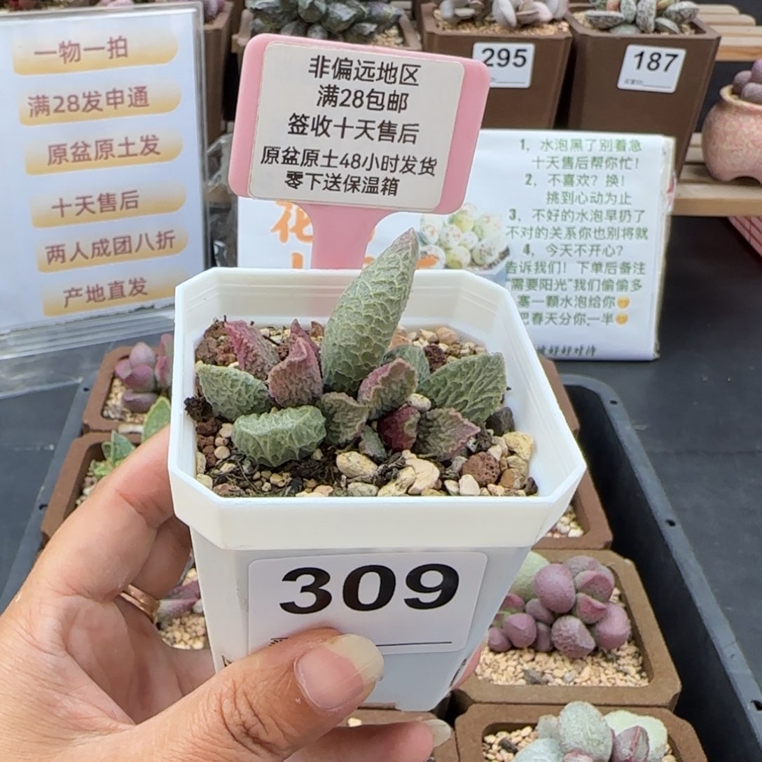 小***饼309大鱼海棠多肉植物