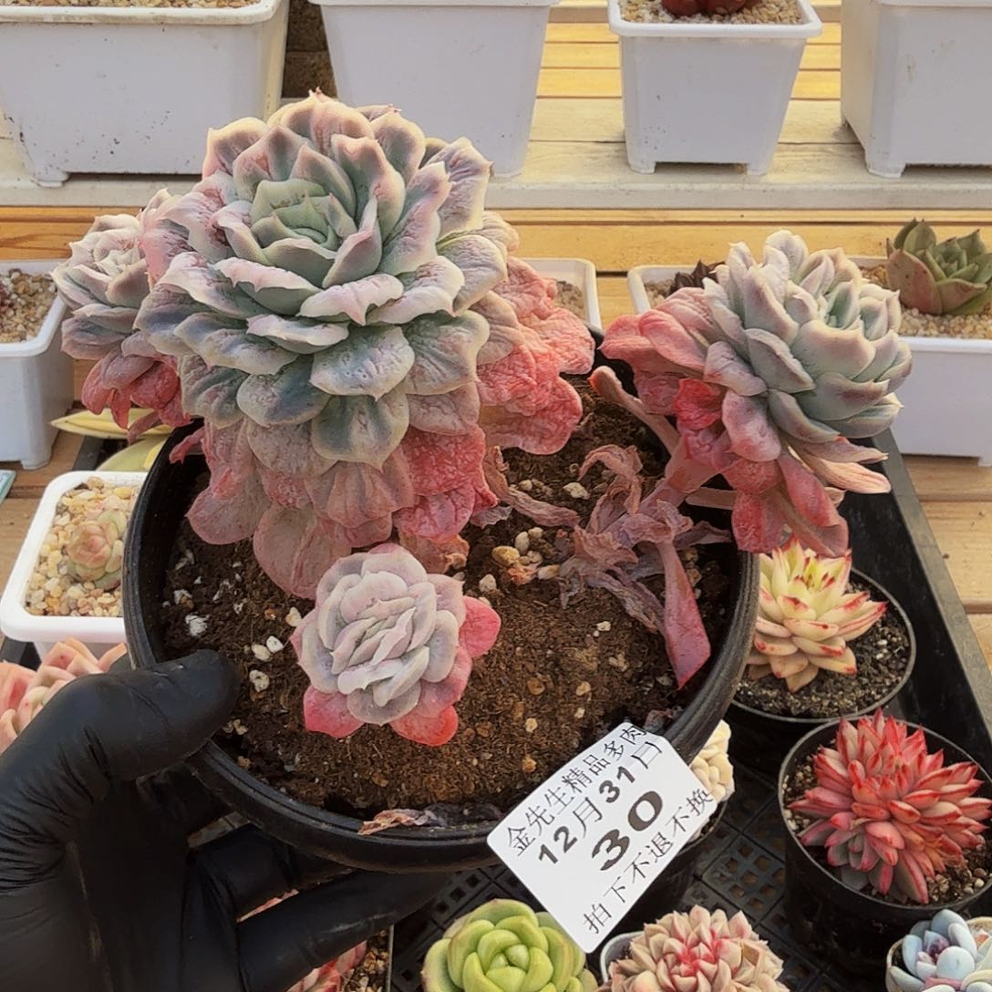 1231-30泡泡纱裙群