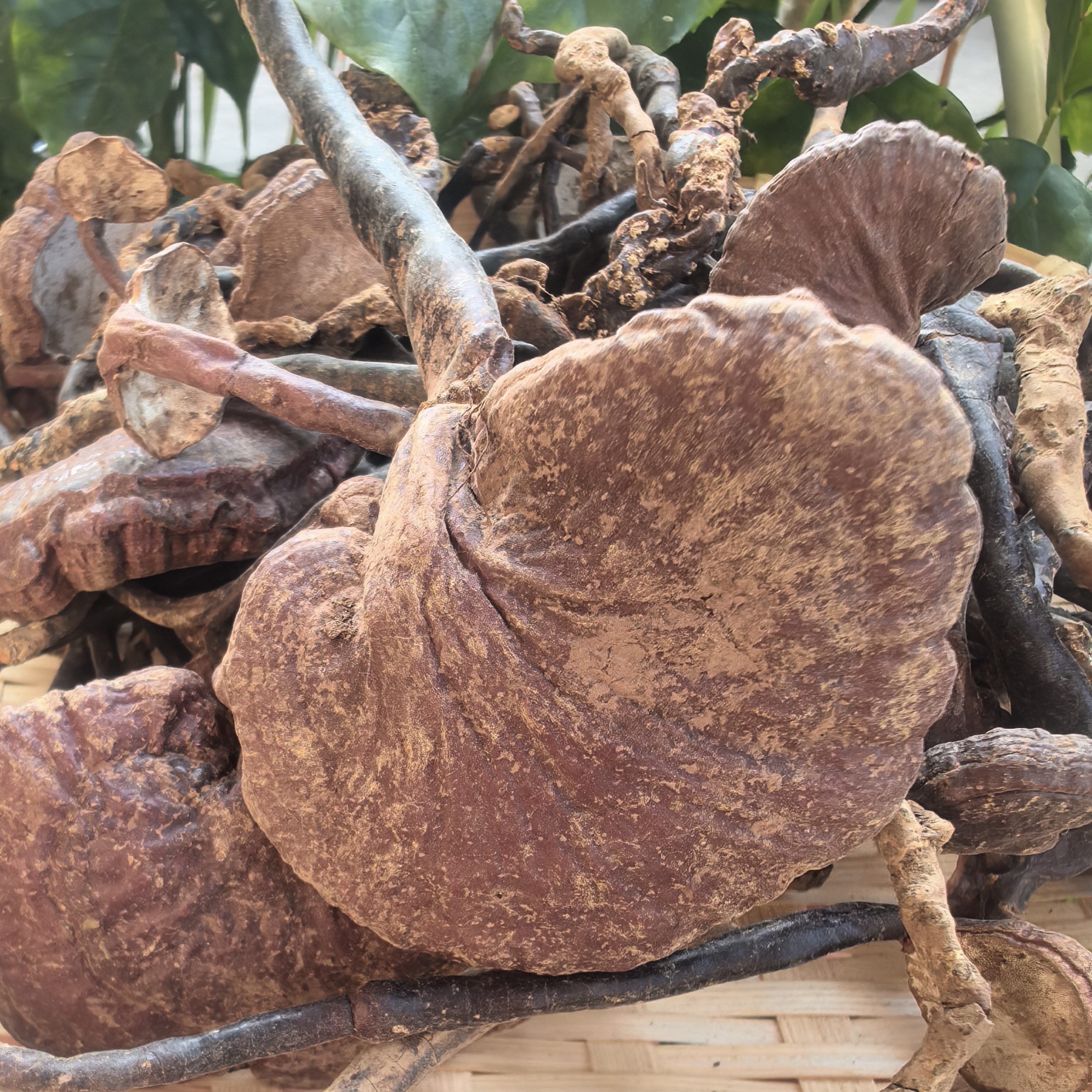 【阿海精选】土特产灵之王