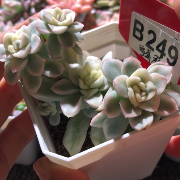 雪鸢群生覆轮锦六头有根