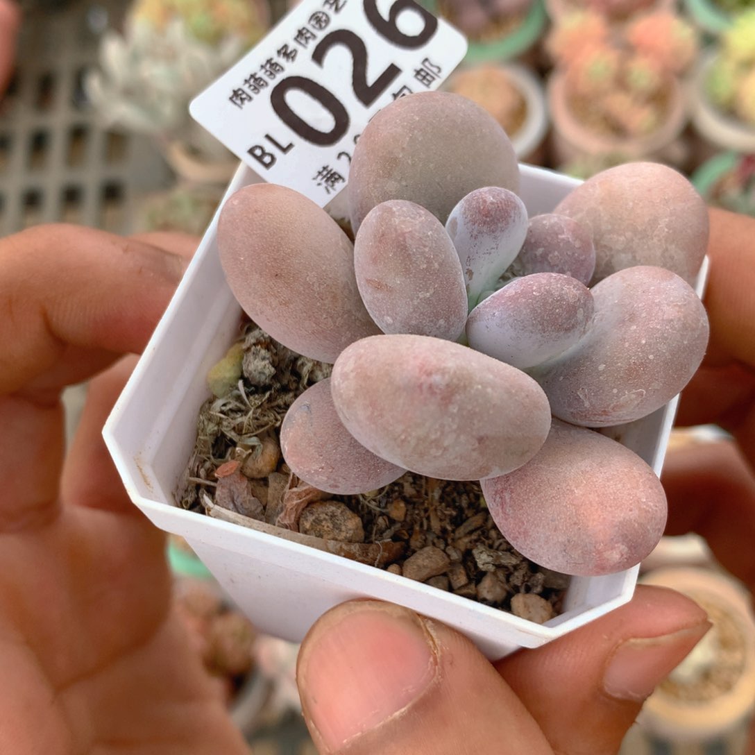 P肉萌萌5cm拇指盆精控多肉BL026