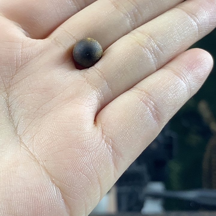 沉香沉香枕奇楠沉香卡4散珠99沉20颗