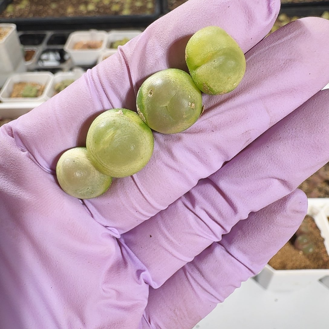 懒***。多肉植物福利风铃873