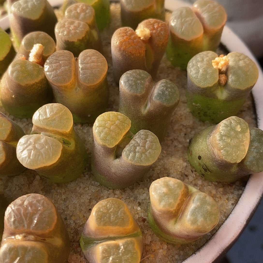 316雪花磁铁风铃一颗。  