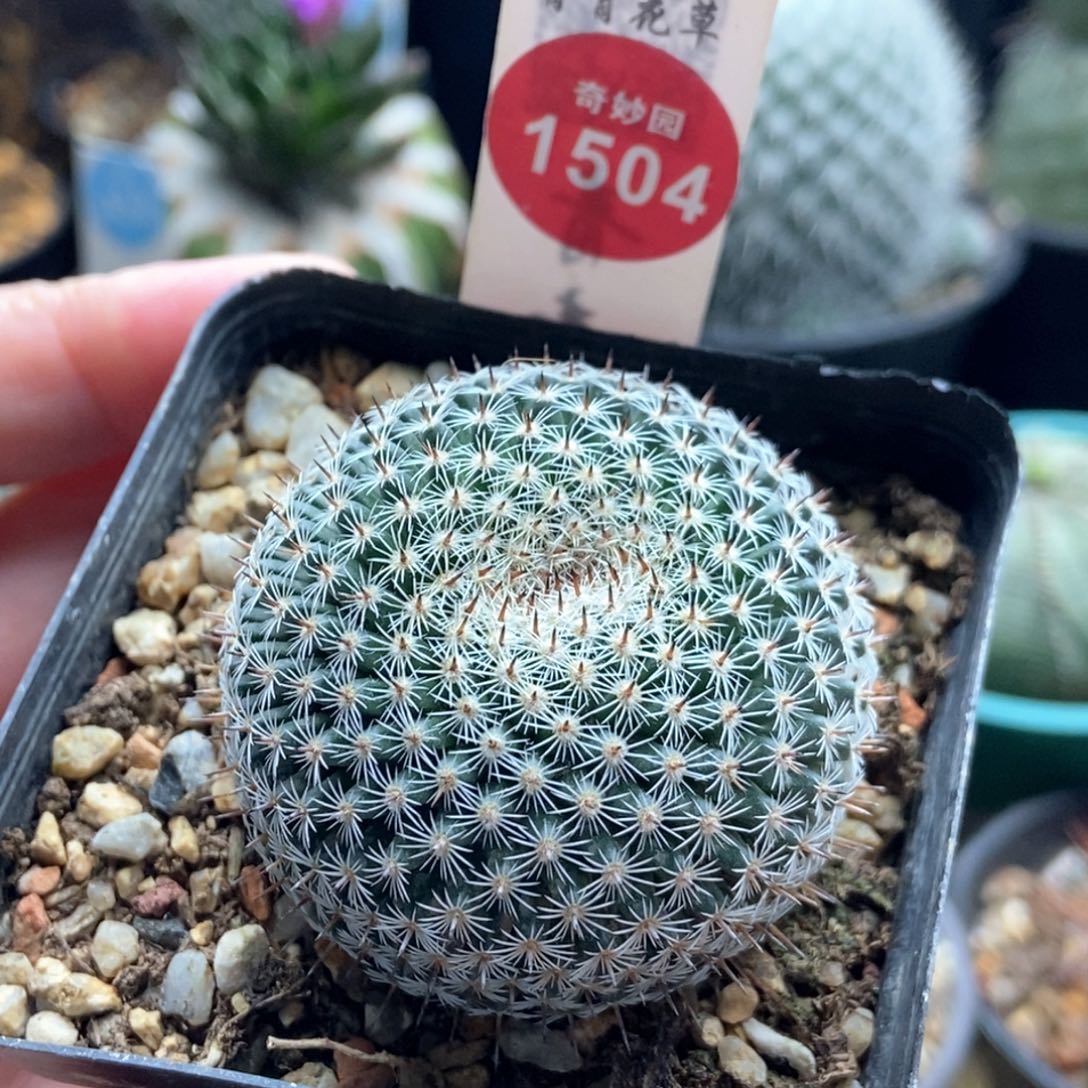 实生欧系恋山彦缀化4.4cm