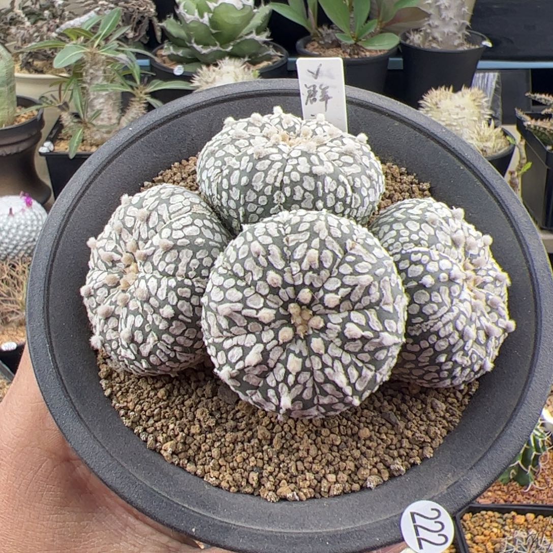 v兜实生群一物一拍222