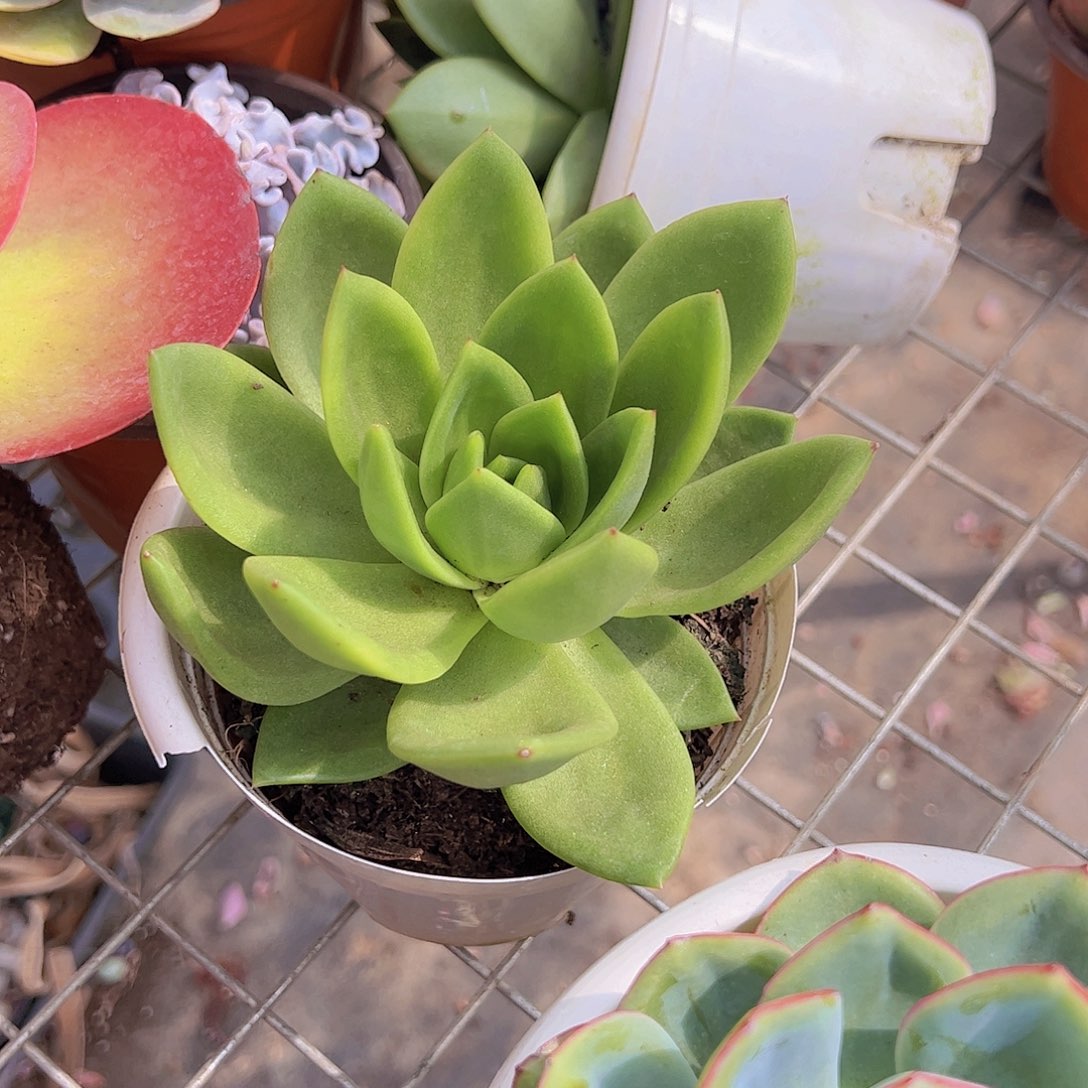 翠花 大单头 多肉植物