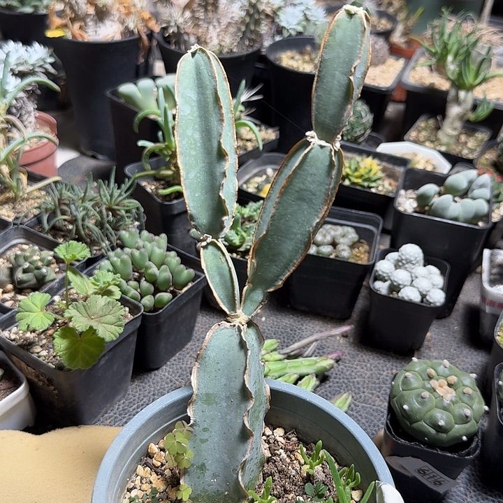 270蓝皮翡翠阁脱土发货