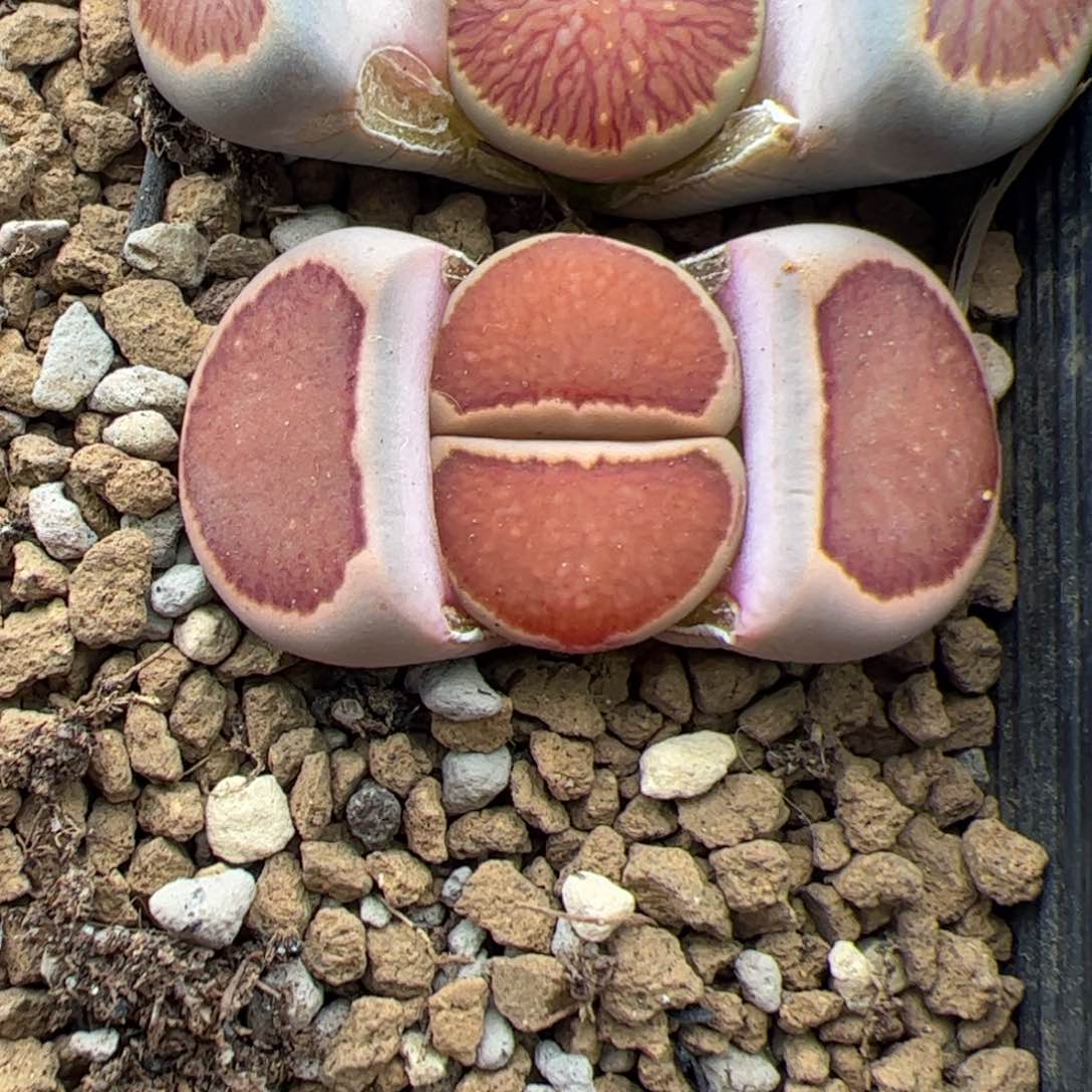 0736号 菊饼干 多肉植物