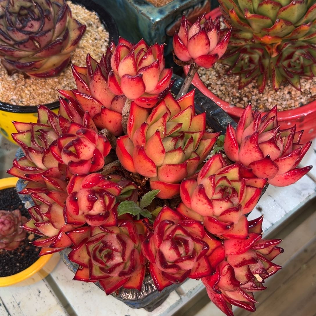 多肉一物一拍0226-666