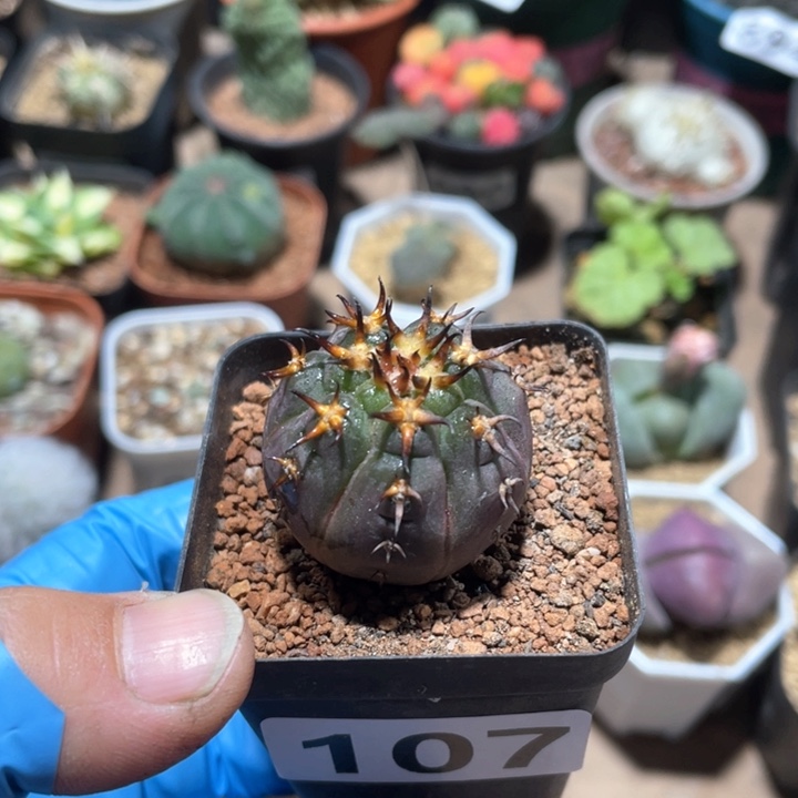 107实生猫爪仙人球