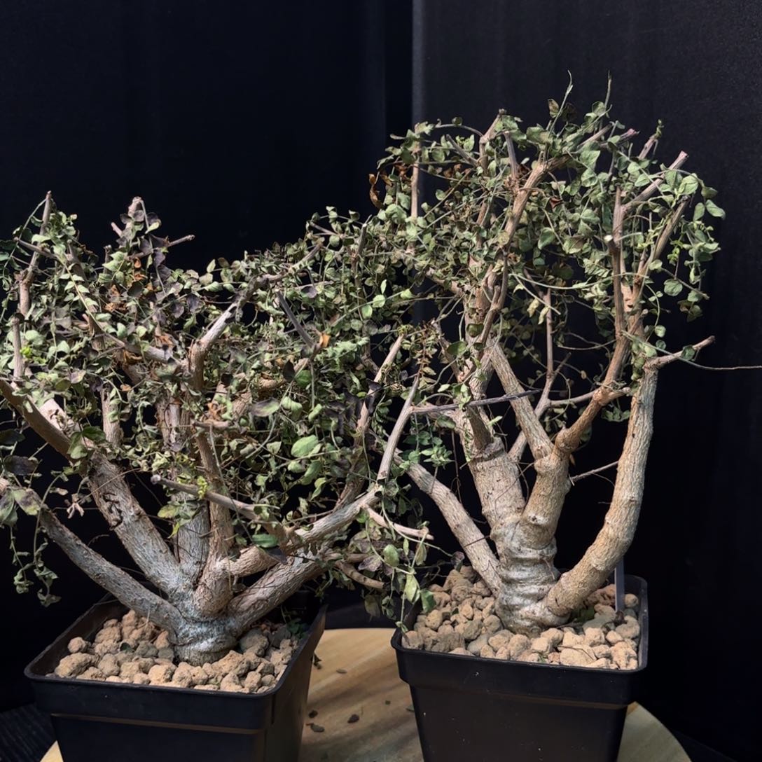 木 尼勒达乳香实生带盆土