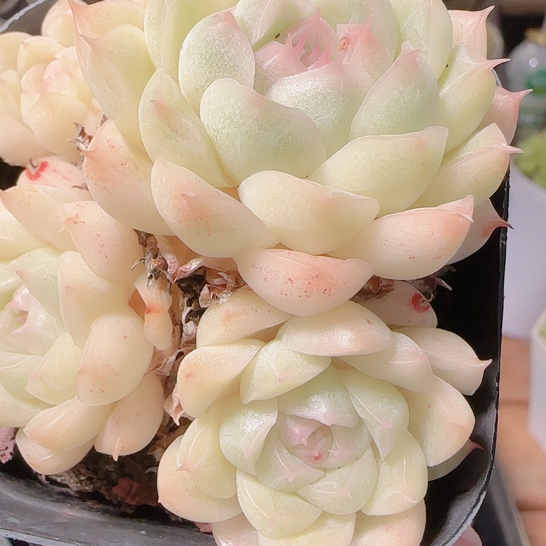 花语逸镜1127-104散